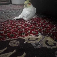 فروش عروس هلندی نر