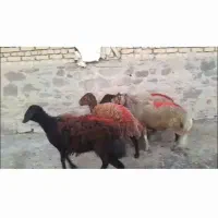 میش بره