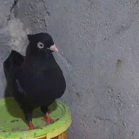 فروش کفترر زاغ چش نوک..محشر