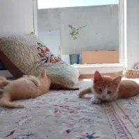 واگذاری بچه گربه