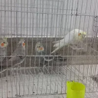عروس هلندی تازه دانه خورشده