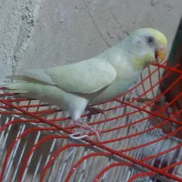 مرغ عشق ماده بالغ