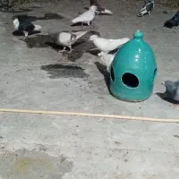 کبوتر