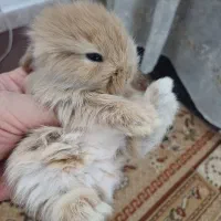 بچه خرگوش لوپ ومینیاتوری تربیت شده آموزشدیده