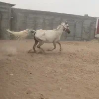 اسب مادیون درشور شجره دارجوان