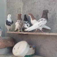 ۷عددکبوتر نر رنگی هوایی