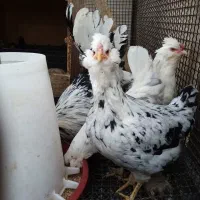 جوجه گلین با کیفیت
