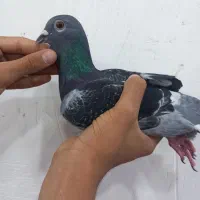 کبوتر پلاکی زره ای نر ۲۰۲۶