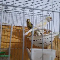 یک جفت  قناری نر و ماده مولد
