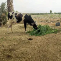 گاو ماده آمریکای اپوس فروشی
