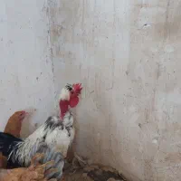 خروس گردن لخت