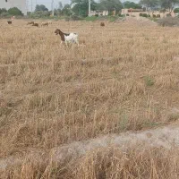 چند بز جوان برای فروش