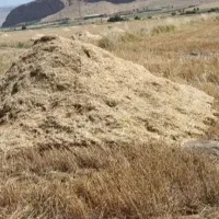 کاه گندم