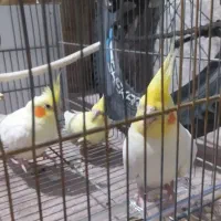 نرو ماده کار داده آماده
