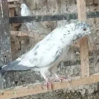 کفتر