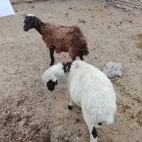 میش بابره