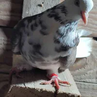 کبوتر دوکت دو رگه