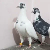 کفتر