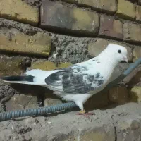 پشت سنگی تودم دار نر پرشی