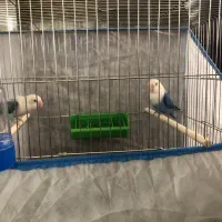 یک جفت طوطی برزیلی یووینگ خاص