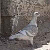 جوجه نر