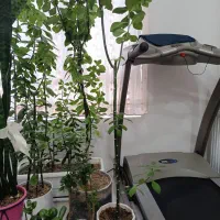 گل های بزرگ فروشی