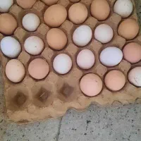 تخم مرغ محلی