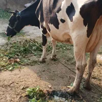 گاوالشتان