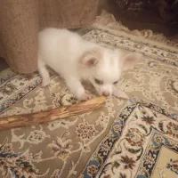 شیواوا مو‌ بلند