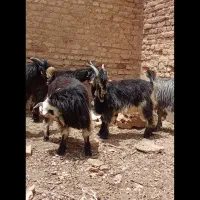 بیگ نر|حیوانات مزرعه|اردل, |دیوار