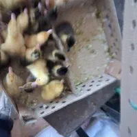 اردک برای فردا ۳۵هزارتومان