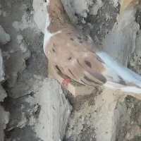 ساده و دمبی