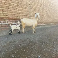 سلام فروش یک عدد بز