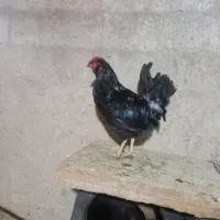 یک عددخروس سیاه چهل تاج۹ماهبامرغ گلینم معاوضه میکن