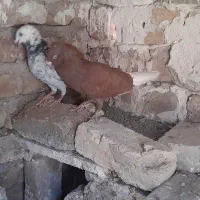 کبوتر