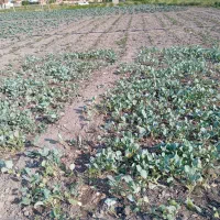 شتیل کلم ارومیه