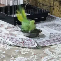 طوطی ملنگون ماده 2یا3ساله