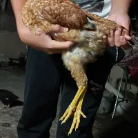 جوجه محلی طاقچه ۲تا ۳تا مرغ ماشینی