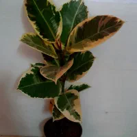گل های رنگارنگ