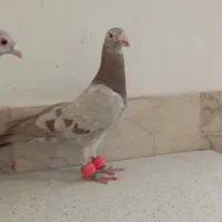 سارسرور