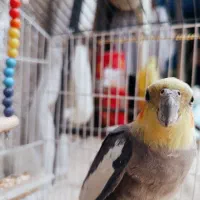 عروس هلندی گمشده