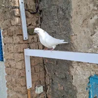 کفتر مجسمه کله برنجی