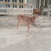 گوساله