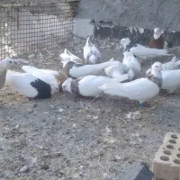 طوقی