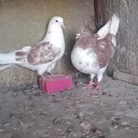 کبوتر پرشی