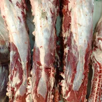 فروش گوشت گرم گوساله