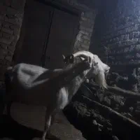 ساورین  اصیل  سانن