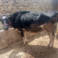 گاو