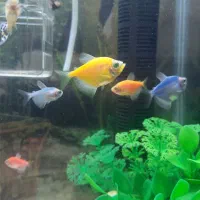 ماهی کالرویدو جفت مخصوص تکثیر