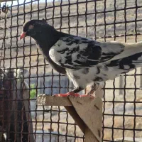 چنتا ماده بهبونی
